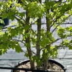 Ambrovník styraxový (Liquidambar styraciflua) - výška 250-300 cm, kont. C70/90L - VIACKMENNÝ